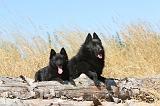 SCHIPPERKE 118